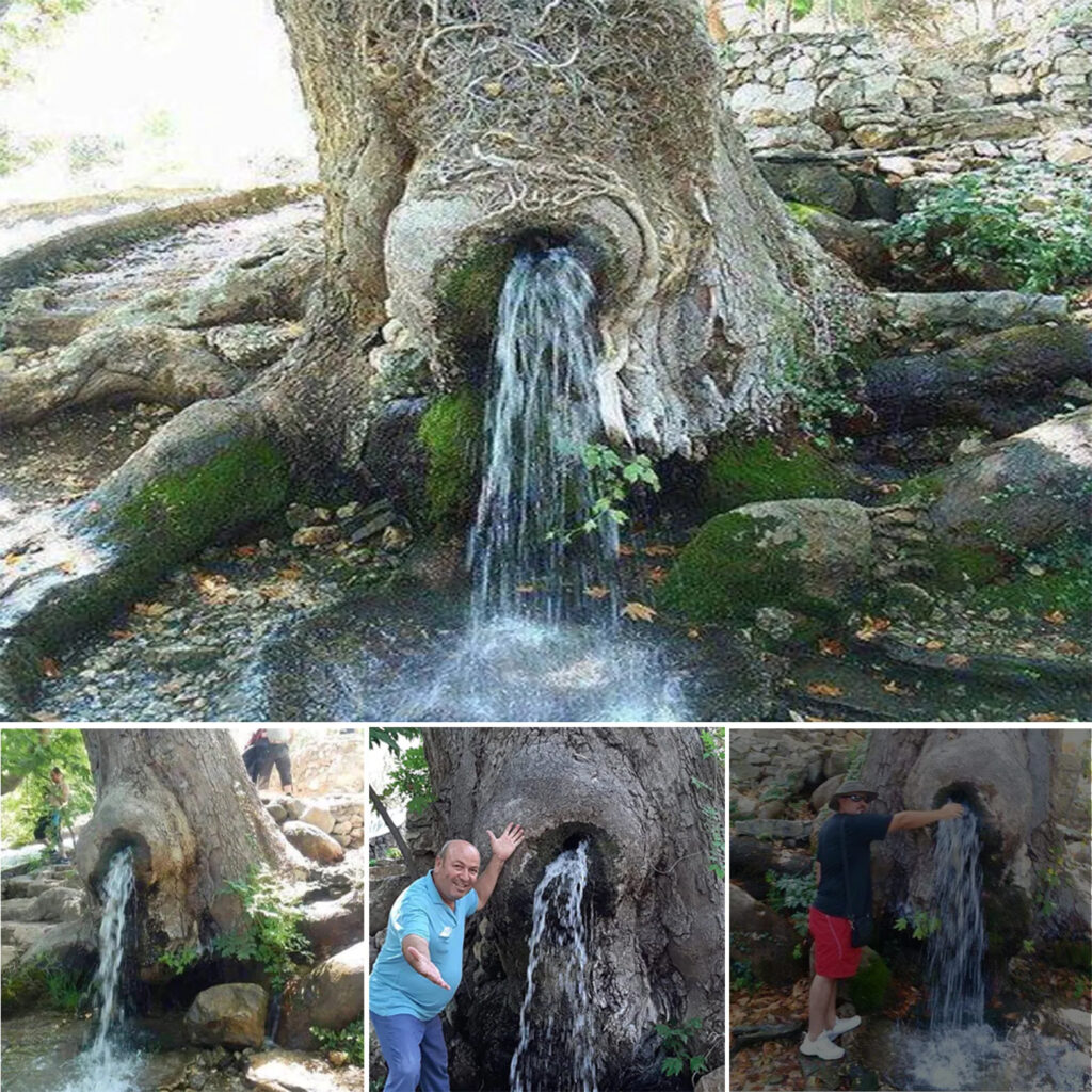 A Unique Wonder of Nature: The Ancient Gushing Water Tree