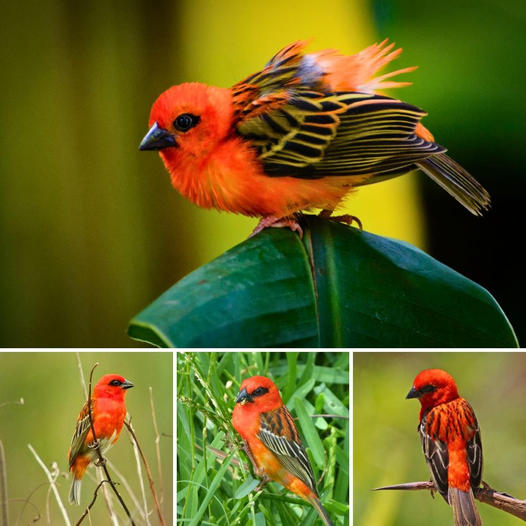 🌟 Meet the Scarlet-Adorned Songbird: Nature’s Tiny Gem 🌟