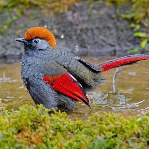 The Red-tailed Laughingthrush: a beautifully colored, yet bashful bird that stands out despite its attempts to stay unnoticed.