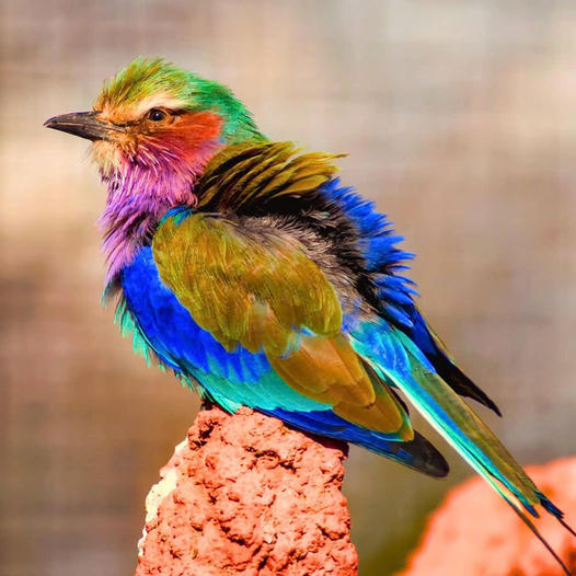 Majestic Beauty: The Lilac-Breasted Roller in flight Over Africa.