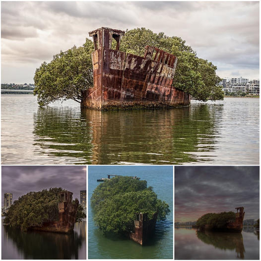 After Being Abandoned For 112 Years, The SS Ayrfield Ship Has Transformed Into A Floating Forest