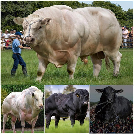 The largest species in the world attracts thousands of tourists to Spain to witness the towering 40-foot high and 8-ton giant bull firsthand.