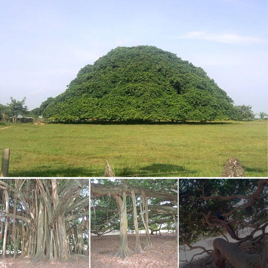 Colombia’s Largest Tree Is So Big in Diameter, It Has Grown Pillars to Support Its Branches