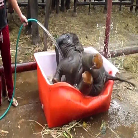 This excited elephant rushed straight towards the bathtub, grabbed the leg next to it, tripped and fell straight into the water