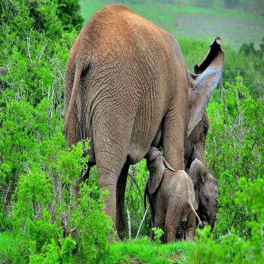 A rare pair of twin elephant calves have been discovered at Elephant National Park in the Eastern Cape