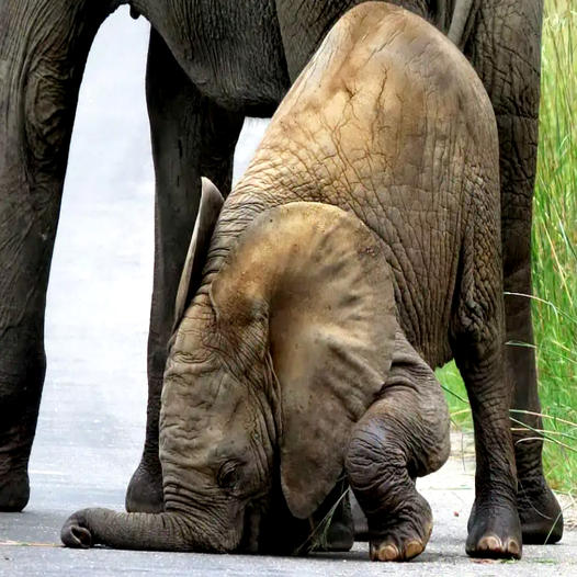 The elephant tried to use its trunk to keep its balance and kept falling – hitting its face on the road